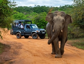 ШРИ ЛАНКА – ДОМОТ НА СЛОНОВИТЕ  05.12.2026
